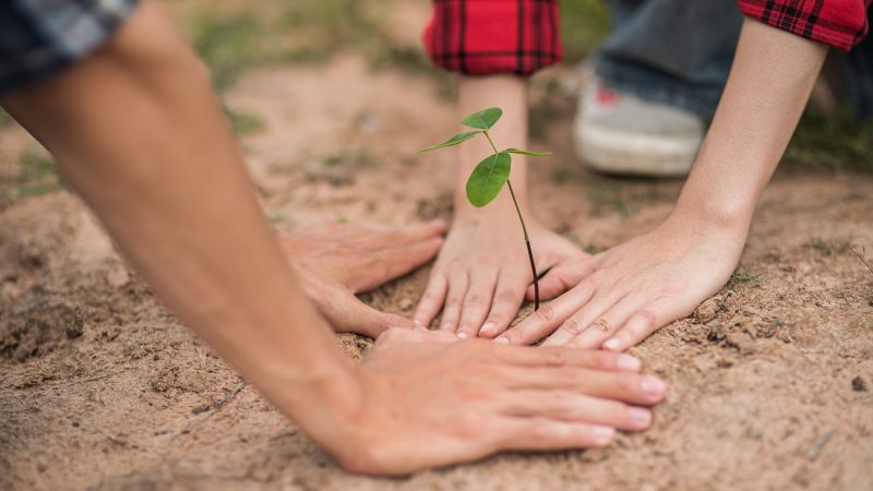 Men and women help grow trees.